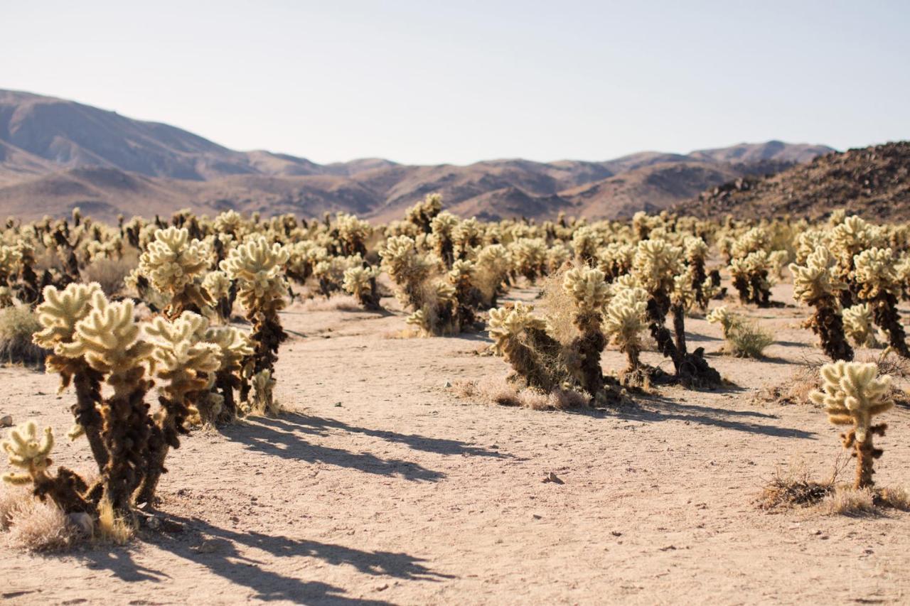 Modern Desert Dream - New Build Twentynine Palms Extérieur photo