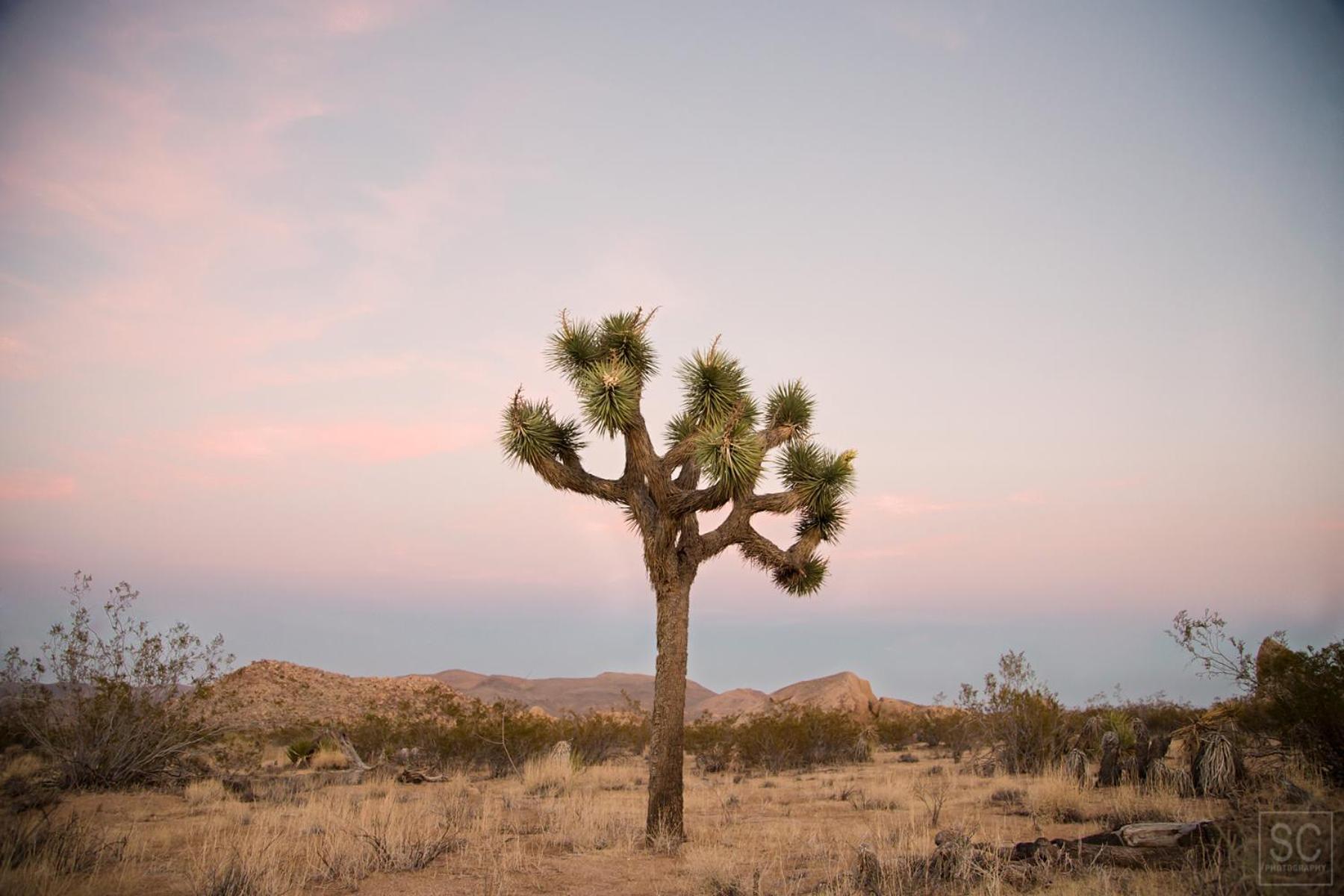 Modern Desert Dream - New Build Twentynine Palms Extérieur photo